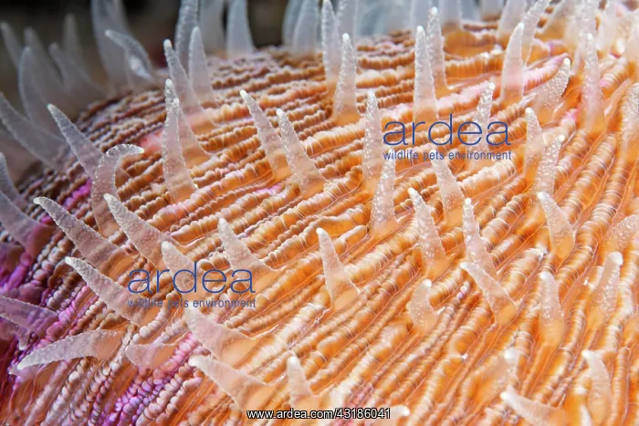 : Polyps of a mushroom coral (Fungiidae) Pacific : Polyps of a mushroom coral (Fungiidae) Pacific