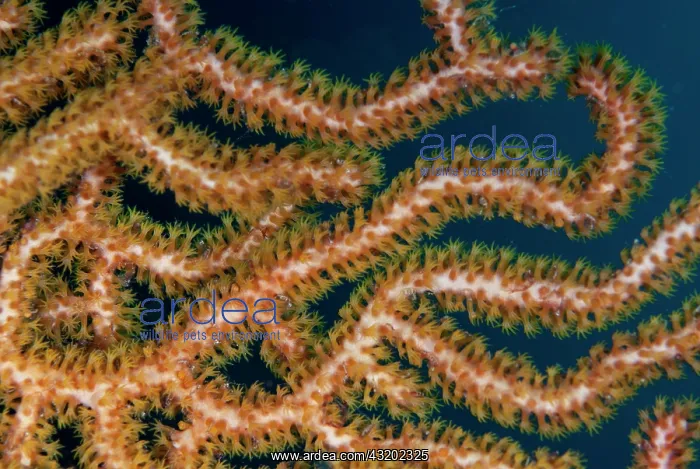 : Polyps on Sea Fan - C Crazy dive site, Waigeo Island : Polyps on Sea Fan - C Crazy dive site, Waigeo Island