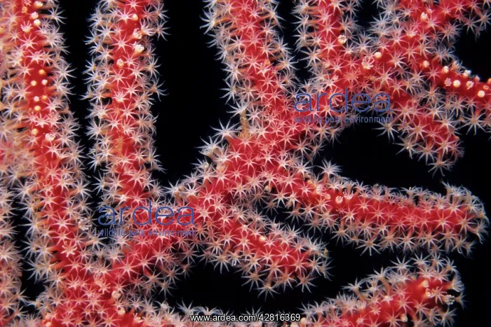 : Detail of the polyps of a sea fan, coral, Walindi, West New : Detail of the polyps of a sea fan, coral, Walindi, West New