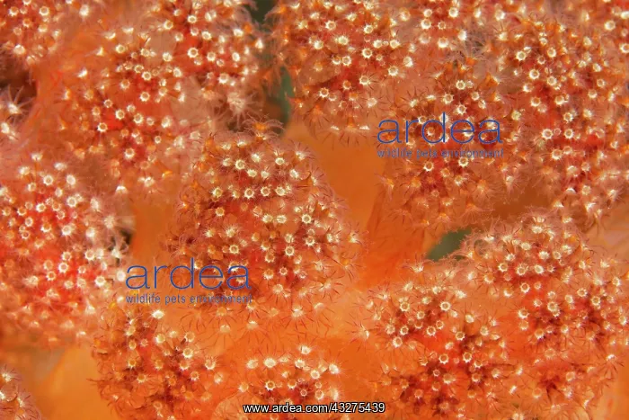 : Polyps Soft coral (Umbelluli fera sp.), Banda Sea : Polyps Soft coral (Umbelluli fera sp.), Banda Sea