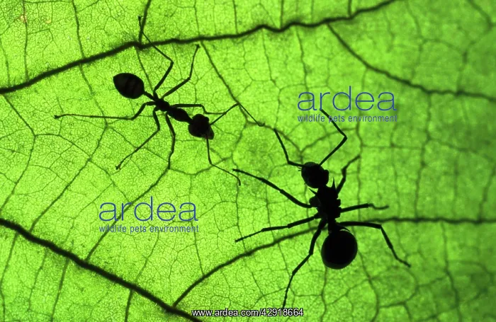 : Polyrachis Ant - with larger body on the right : Polyrachis Ant - with larger body on the right