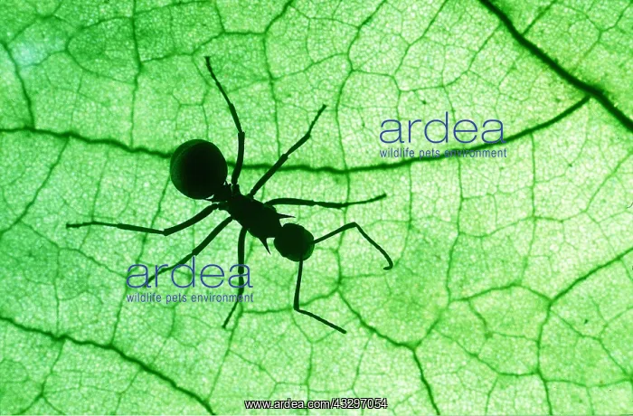 : POLYRACHIS ANT - ON LEAF : POLYRACHIS ANT - ON LEAF