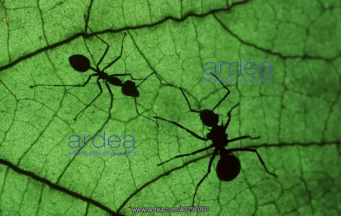 : Polyrachis ANT, (on right fatter body), (Polyrachis : Polyrachis ANT, (on right fatter body), (Polyrachis