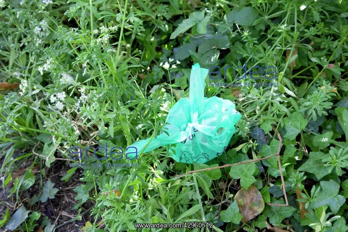 : Polythene bag dog poo - thrown into hedge : Polythene bag dog poo - thrown into hedge