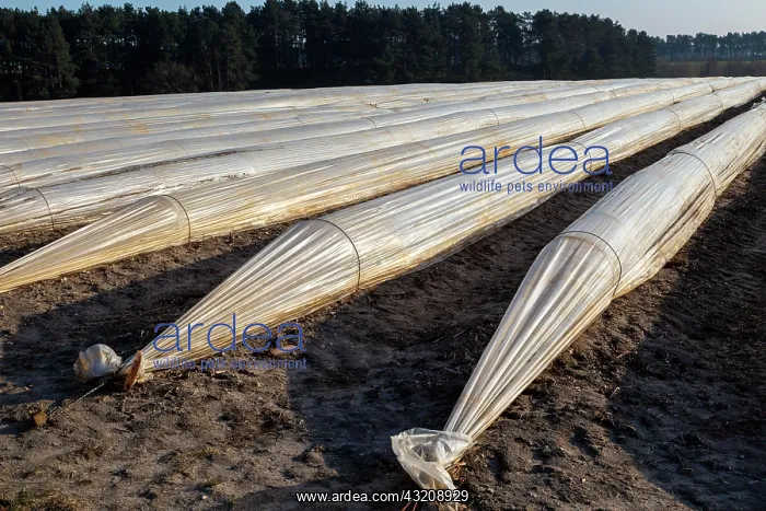 : Polythene cloche polytunnels crop protection from : Polythene cloche polytunnels crop protection from