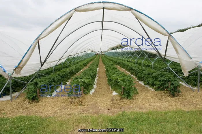 : Polytunnels growing strawberries : Polytunnels growing strawberries