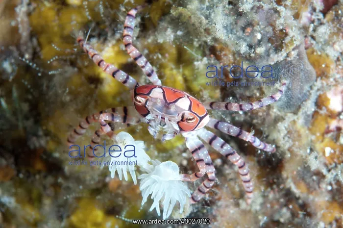 : Pom-pom Crab : Pom-pom Crab
