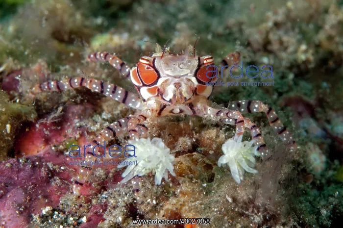 : Pom-pom Crab : Pom-pom Crab