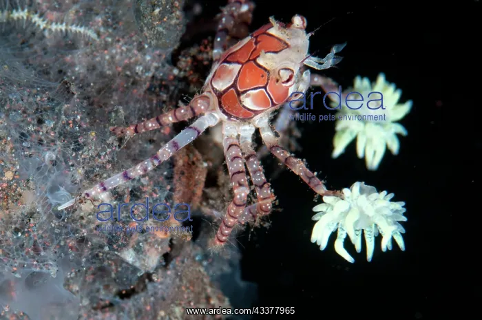 : Pom-pom Crab : Pom-pom Crab