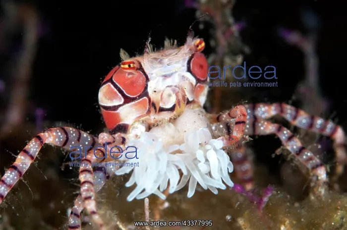 : Pom-pom Crab : Pom-pom Crab