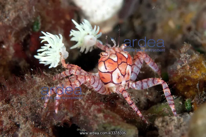 : Pom-pom Crab : Pom-pom Crab