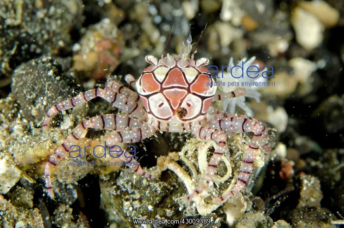 : Pom-pom Crab with anemones (Bunodeopsis / Triactis : Pom-pom Crab with anemones (Bunodeopsis / Triactis