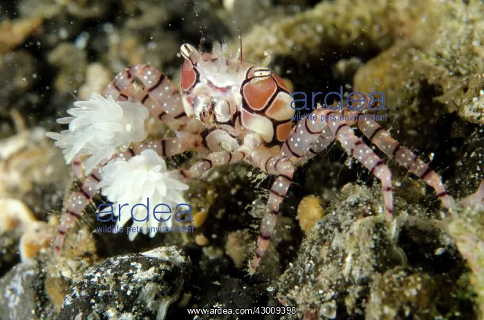 : Pom-pom Crab with anemones (Bunodeopsis / Triactis : Pom-pom Crab with anemones (Bunodeopsis / Triactis