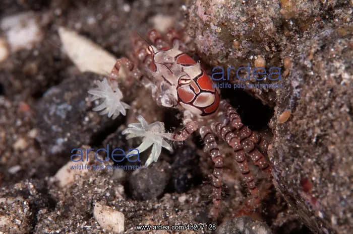 : Pom-pom Crab - with anemones on legs for protection : Pom-pom Crab - with anemones on legs for protection