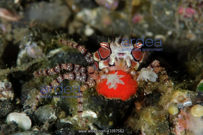 : Pom-pom Crab with eggs : Pom-pom Crab with eggs