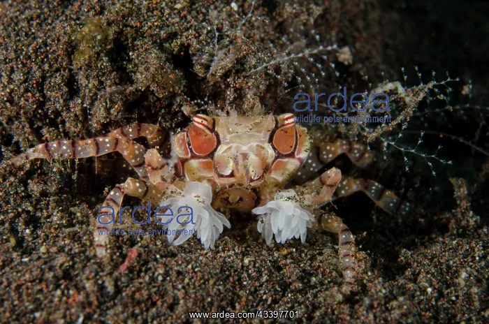 : Pom-pom Crab holding Anemones : Pom-pom Crab holding Anemones