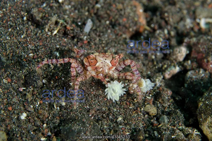 : Pom-pom Crab - holding Anemones (Triactis producta) : Pom-pom Crab - holding Anemones (Triactis producta)