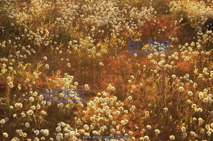 : Pom Pom Head Everlasting : Pom Pom Head Everlasting