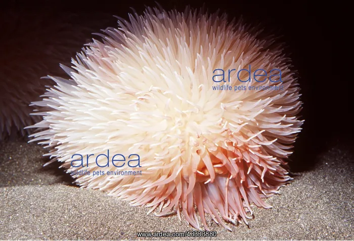  : POM POM SEA ANEMONE - (deep sea) 300-3300 ft