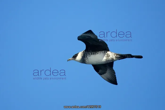 : Pomarine Jaegar / Pomarine Skua - In flight : Pomarine Jaegar / Pomarine Skua - In flight