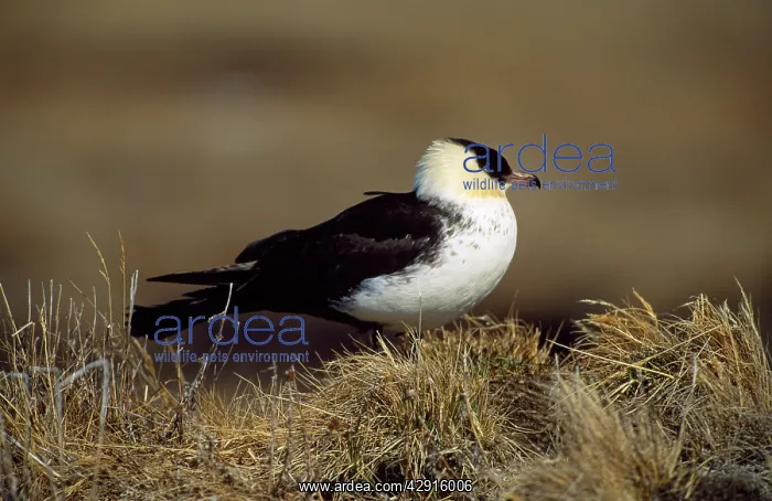: Pomarine Skua : Pomarine Skua