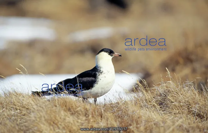 : Pomarine Skua : Pomarine Skua