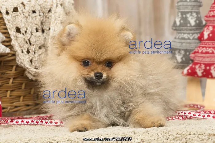 : Pomeanian or Dwarf Spitz puppy dog indoors : Pomeanian or Dwarf Spitz puppy dog indoors