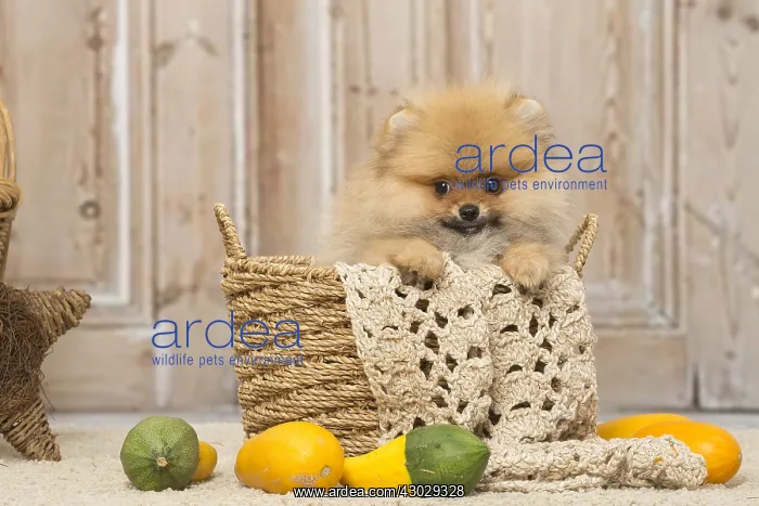 : Pomeanian or Dwarf Spitz puppy dog indoors : Pomeanian or Dwarf Spitz puppy dog indoors