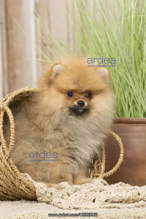 : Pomeanian or Dwarf Spitz puppy dog indoors : Pomeanian or Dwarf Spitz puppy dog indoors