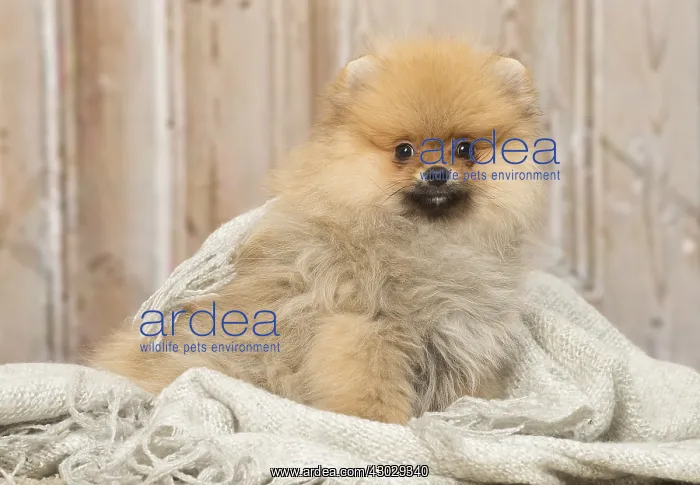 : Pomeanian or Dwarf Spitz puppy dog indoors : Pomeanian or Dwarf Spitz puppy dog indoors