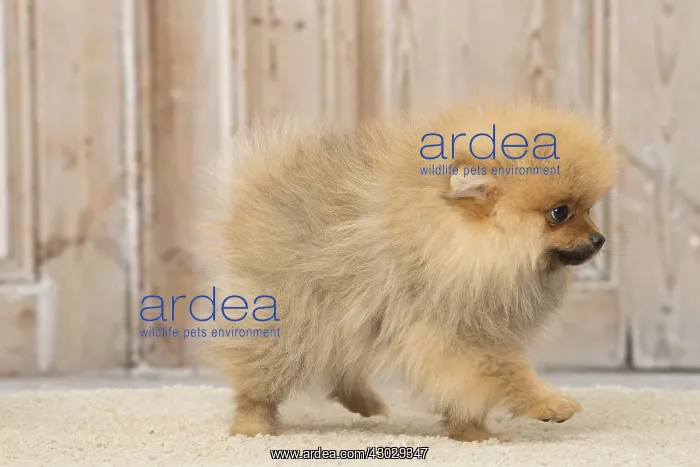 : Pomeanian or Dwarf Spitz puppy dog indoors : Pomeanian or Dwarf Spitz puppy dog indoors