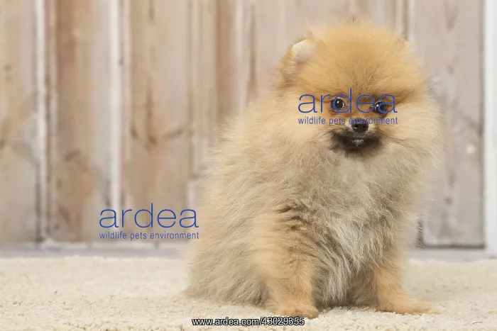 : Pomeanian or Dwarf Spitz puppy dog indoors : Pomeanian or Dwarf Spitz puppy dog indoors