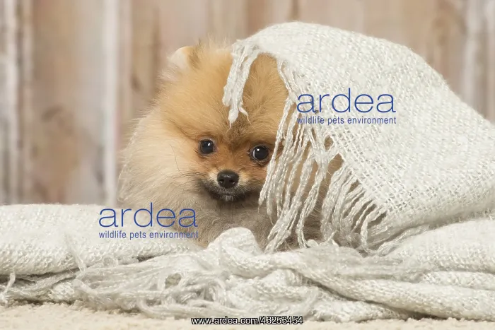 : Pomeanian or Dwarf Spitz puppy dog indoors : Pomeanian or Dwarf Spitz puppy dog indoors