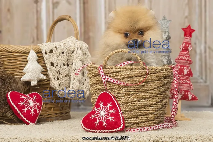 : Pomeanian or Dwarf Spitz puppy dog indoors at Christmas : Pomeanian or Dwarf Spitz puppy dog indoors at Christmas