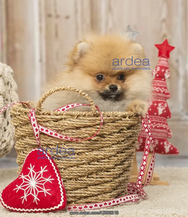 : Pomeanian or Dwarf Spitz puppy dog indoors at Christmas : Pomeanian or Dwarf Spitz puppy dog indoors at Christmas