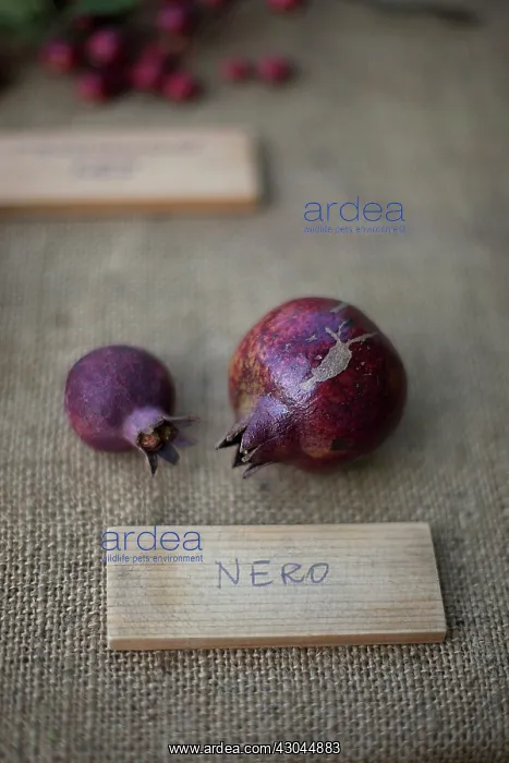 : Pomegranate : Pomegranate