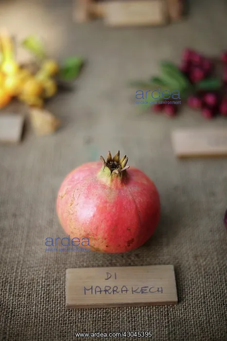 : Pomegranate : Pomegranate