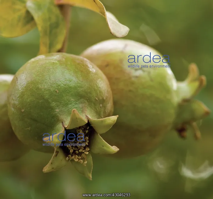 : Pomegranate : Pomegranate