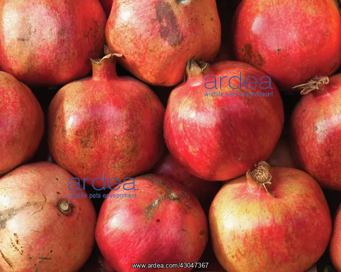 : Pomegranate : Pomegranate
