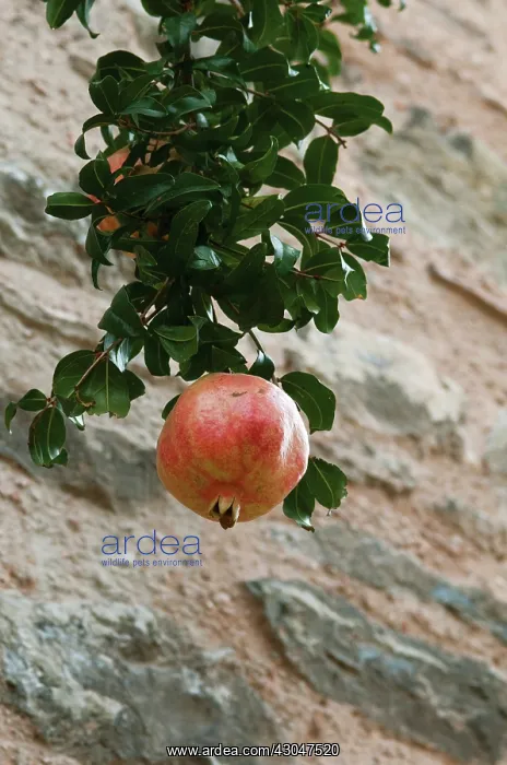 : Pomegranate : Pomegranate
