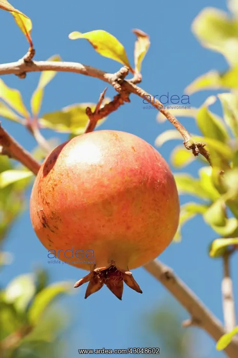  : Pomegranate