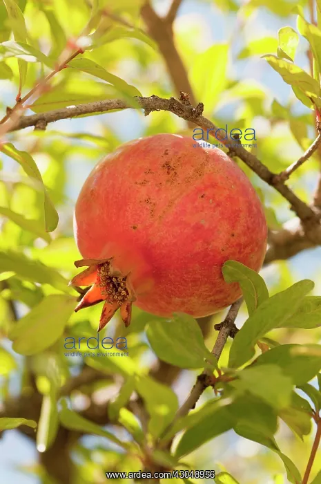 : Pomegranate : Pomegranate