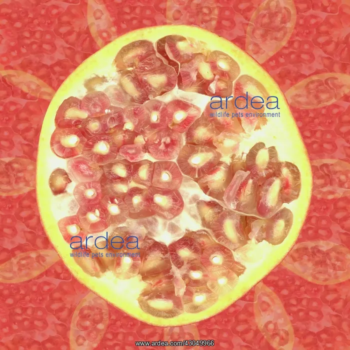 : Pomegranate : Pomegranate