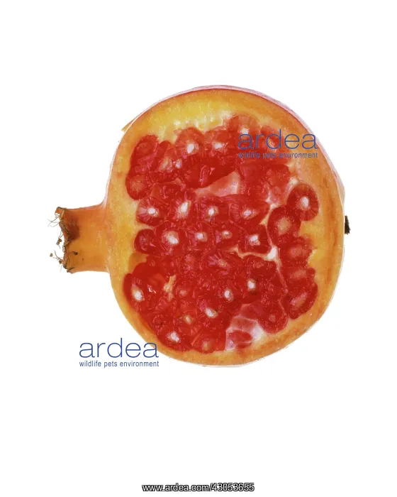 : Pomegranate : Pomegranate