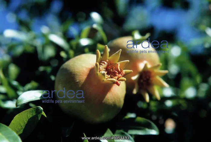 : Pomegranate : Pomegranate