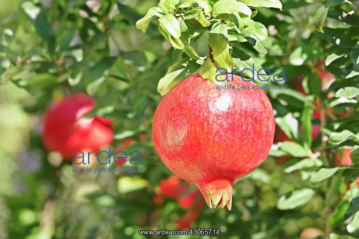 : Pomegranate : Pomegranate