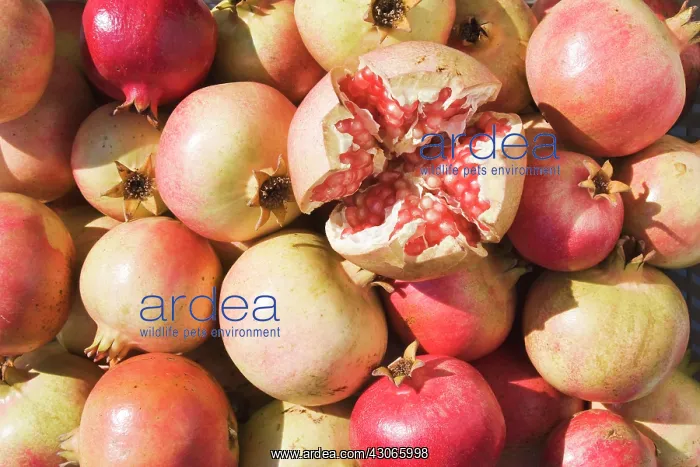 : Pomegranate : Pomegranate