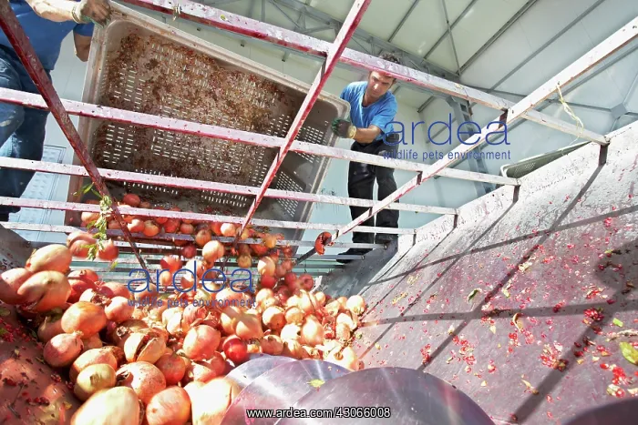 : Pomegranate : Pomegranate