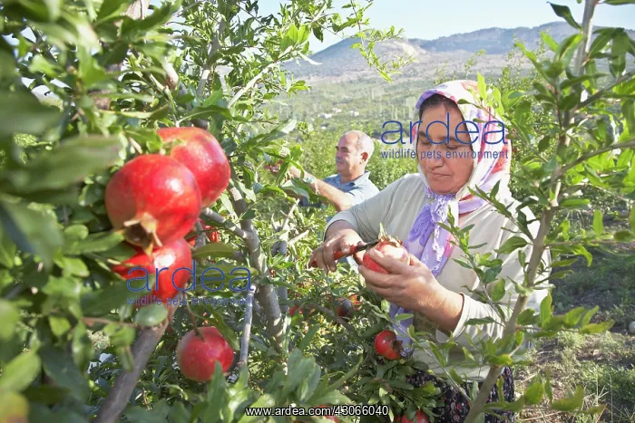 : Pomegranate : Pomegranate