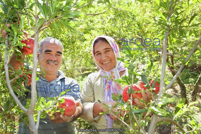 : Pomegranate : Pomegranate